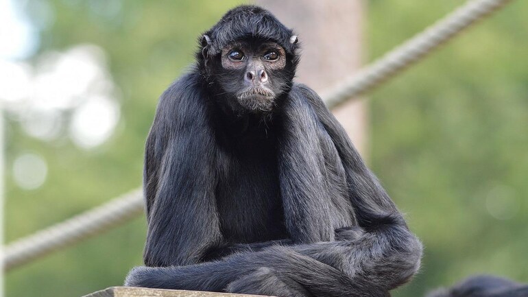 9 Rarest Animals On The Planet 10 9 Rarest Animals On The Planet