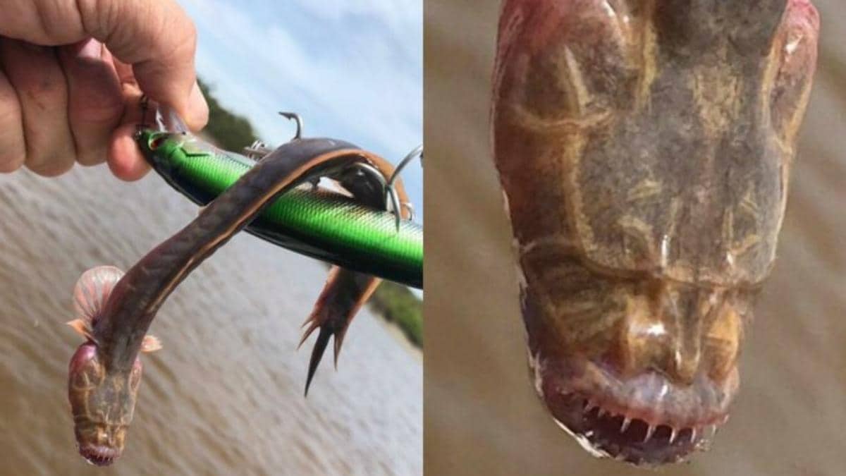 What Monster Is That Fish With No Eyes And Sharp Teeth Caught In Australia Horrifies Internet Trending News News