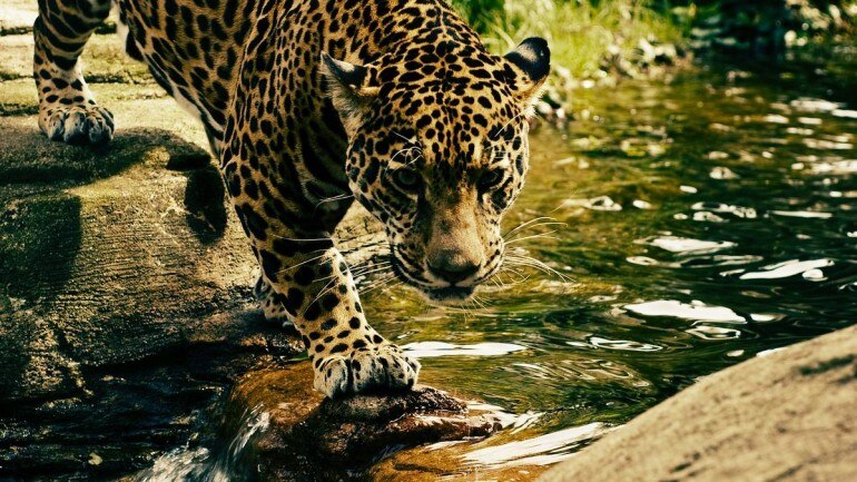 Wildlife sanctuary