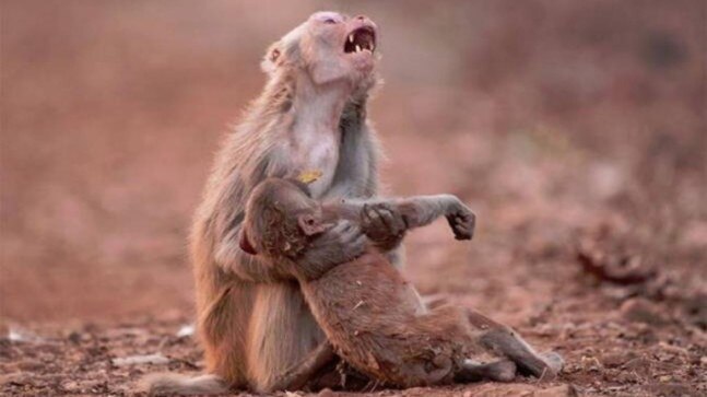 Seen This Viral Pic Of A Monkey Holding Her Baby From Amazon Fire Fact Check It Is From Jabalpur Trending News News