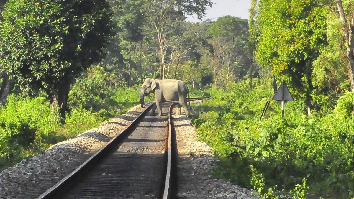 Train hits and critically injures elephant in North Bengal. Devastating video goes viral