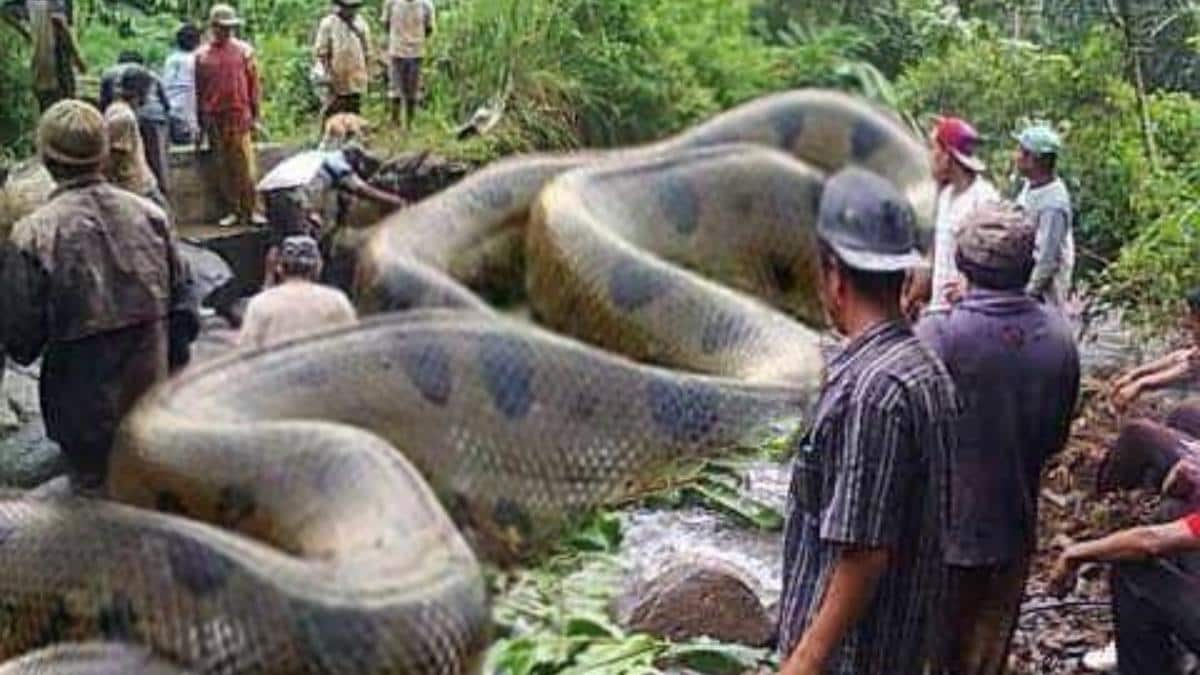 Fact Check Truth Behind Viral Post Of The Largest Snake Killed In Amazon Fact Check News