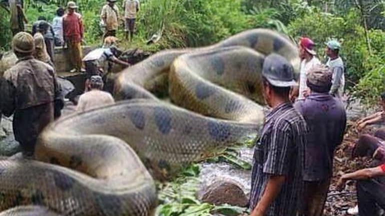Fact Check Truth Behind Viral Post Of The Largest Snake Killed In Amazon Fact Check News