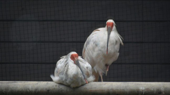 Environmental DNA test can detect presence of endangered bird species: study - India Today