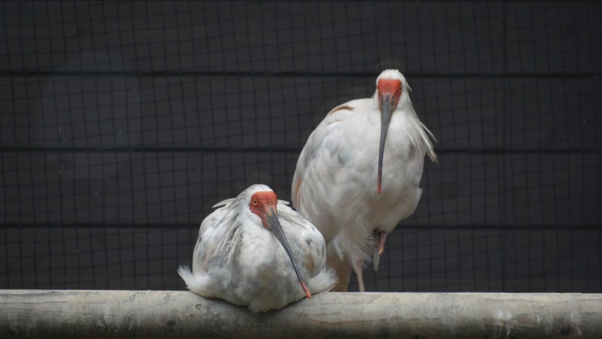 Environmental DNA test can detect presence of endangered bird species: study