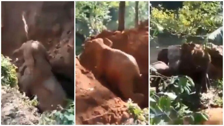 Baby elephant rescued from ditch, mother returns to thank helpers
