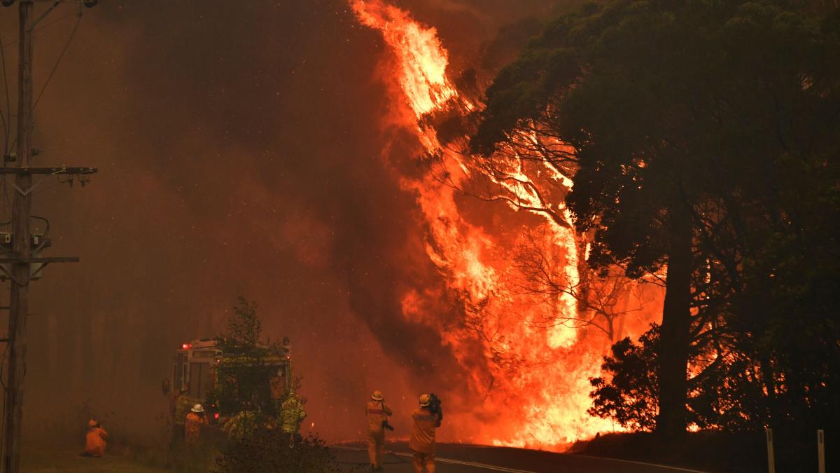 Australia Bushfires Facts About The Devastating Fires Which Killed Nearly 500 Million Animals Education Today News