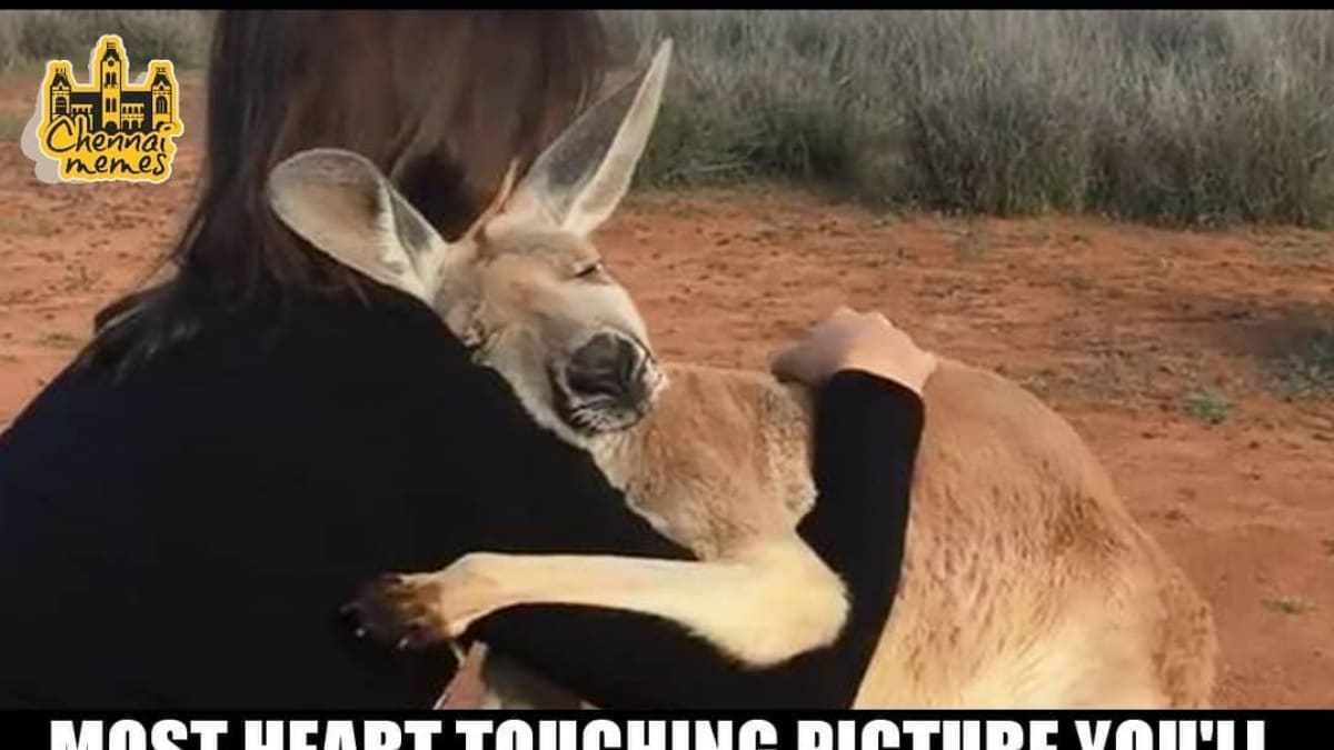 Australia S Environment Minister Says Up To 30 Of Koalas Killed In Nsw Mid North Coast Fires Bushfires The Guardian