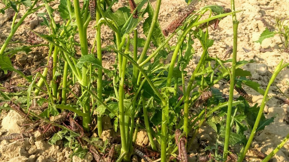 Locusts' attack in western Rajasthan leaves farmers high and dry, ruin lakhs of hectares of crops