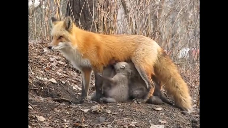 Fact Check Truth Behind Mother Fox Feeding Koalas During Australia Bushfires Fact Check News