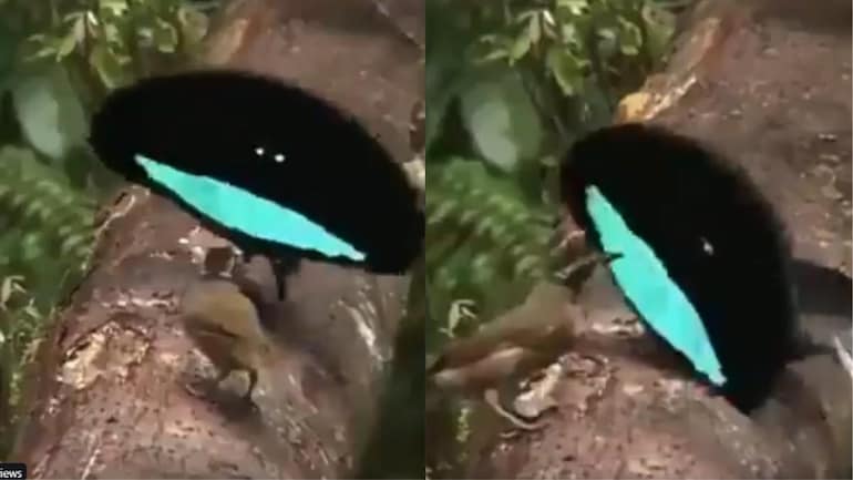 Incredible mating dance by male superb bird of paradise goes viral