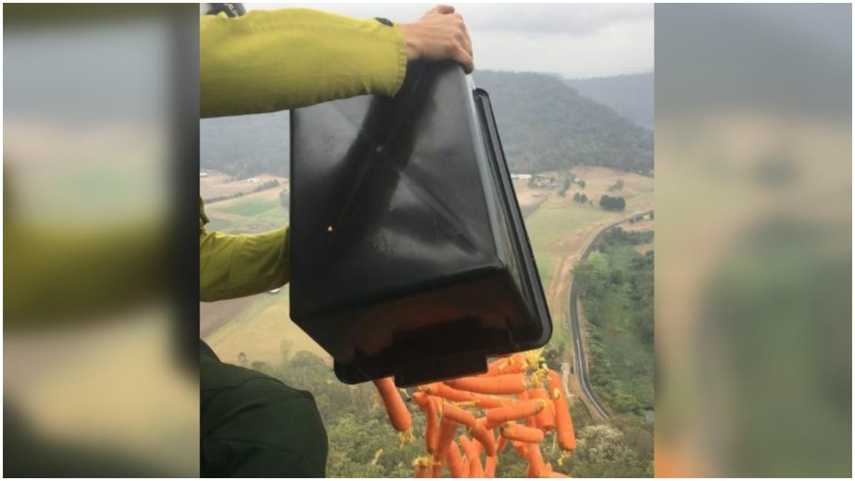 Carrots and sweet potatoes airdropped for animals during Australia bushfires. Thank you, says Internet