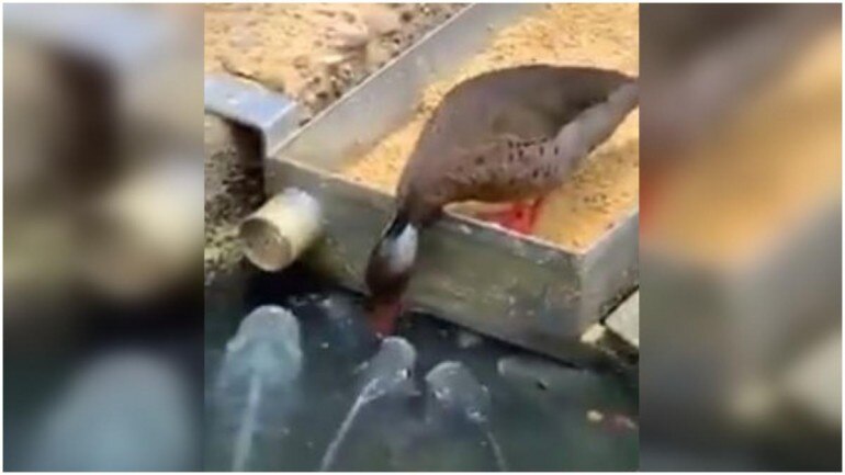 Duck Feeds Grains To Fish In Viral Video Find A Better Friendship