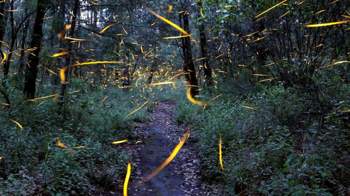 Lights out? Fireflies face extinction threats of habitat loss, light  pollution, pesticides