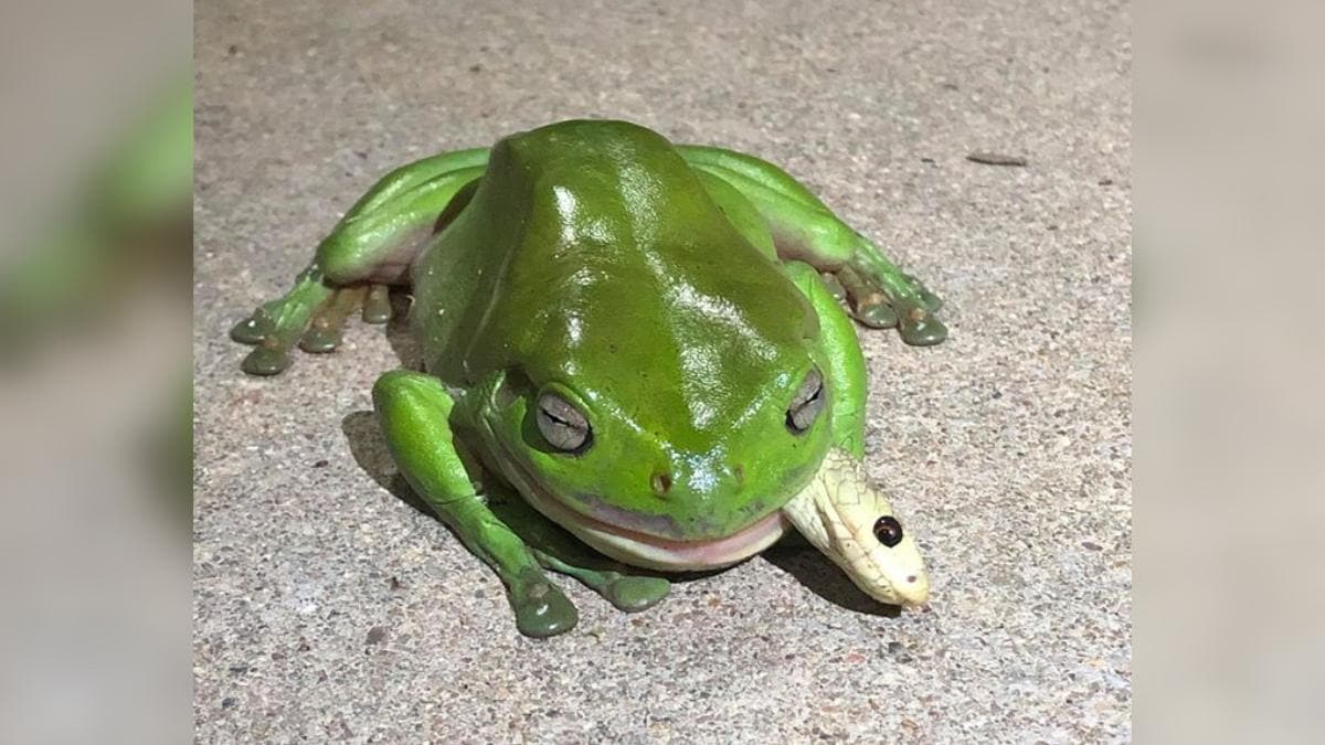 Pacman frog eating snake hotsell