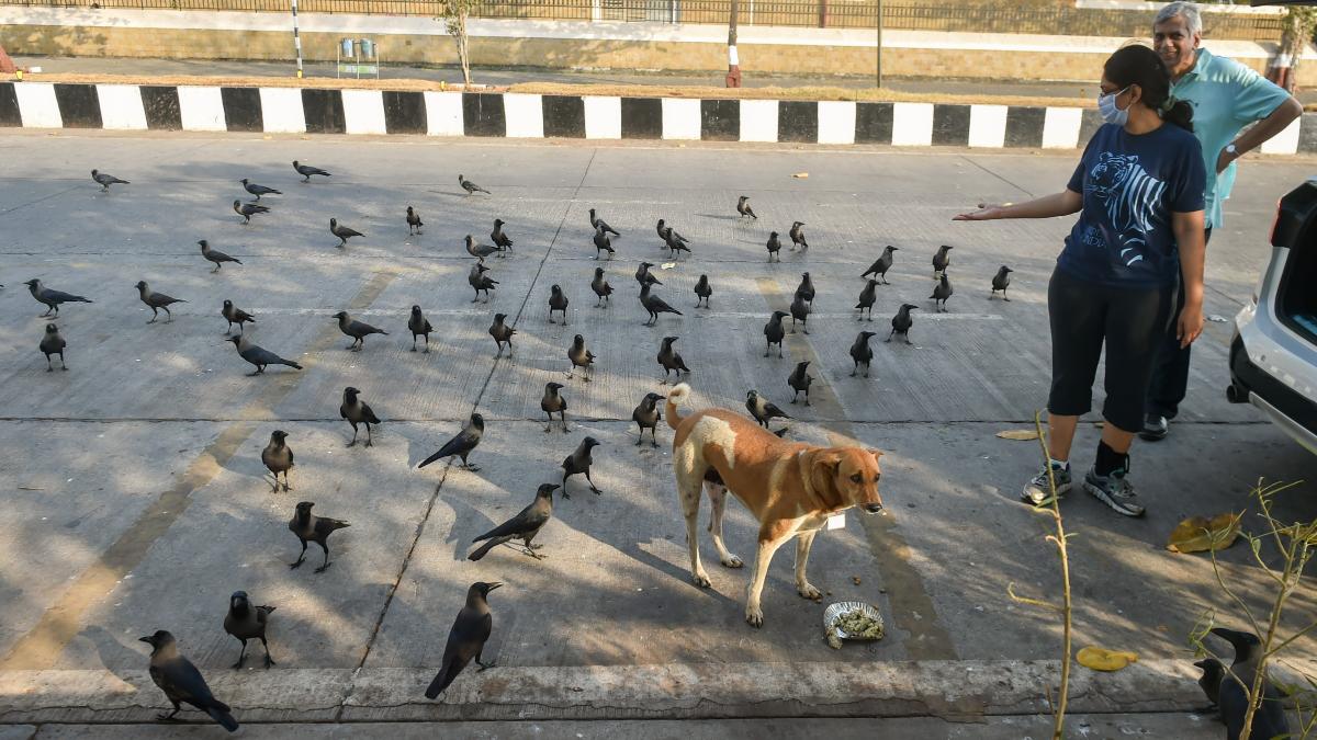 Good news! Dog feeders in Delhi can now get a feeder pass, says Maneka Gandhi 