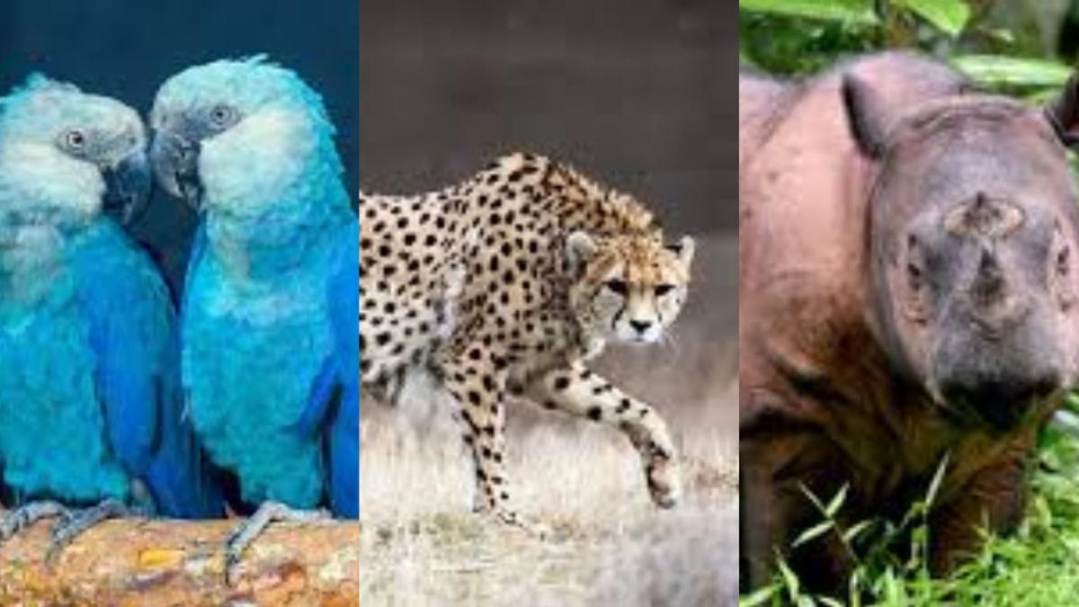 almost extinct animals in the world