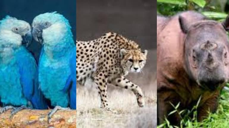World Wildlife Day 2020 7 Animals That Went Extinct In 2019 Education Today News World Wildlife Day 2020 7 Animals That Went Extinct In 2019 Education Today News
