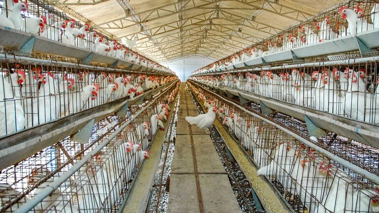 Covid-19: With projected losses of Rs 22,500 crore, Indian poultry