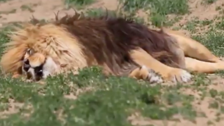 Video of a lion snoring loudly goes viral. Photo: Twitter/ IFS Susanta Nanda Video of a lion snoring loudly goes viral. Photo: Twitter/ IFS Susanta Nanda