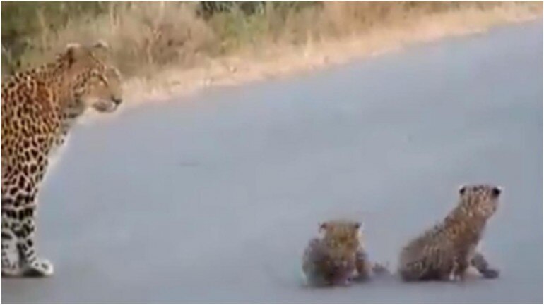 This viral video of leopard cubs will make you smile. Have you ...