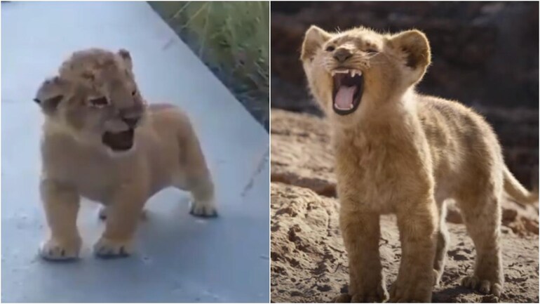 This Adorable Viral Video Of A Lion Cub Reminded The Internet Of Simba From The Lion King Watch Trending News News This Adorable Viral Video Of A Lion Cub Reminded The Internet Of Simba From The Lion King Watch Trending News News