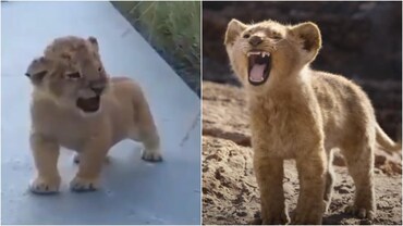 This lion cub or Simba, who roared better? (Photos: Twitter and YouTube) This lion cub or Simba, who roared better? (Photos: Twitter and YouTube)
