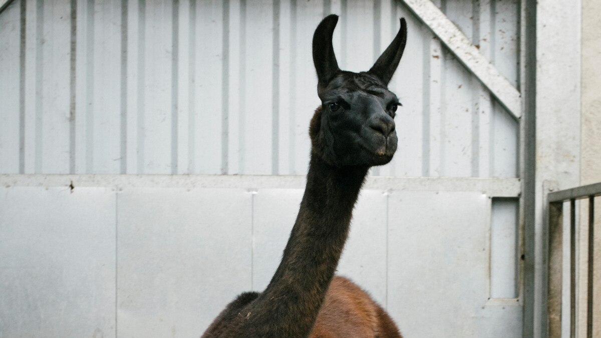 Belgian, US scientists look to llama in search for coronavirus treatment