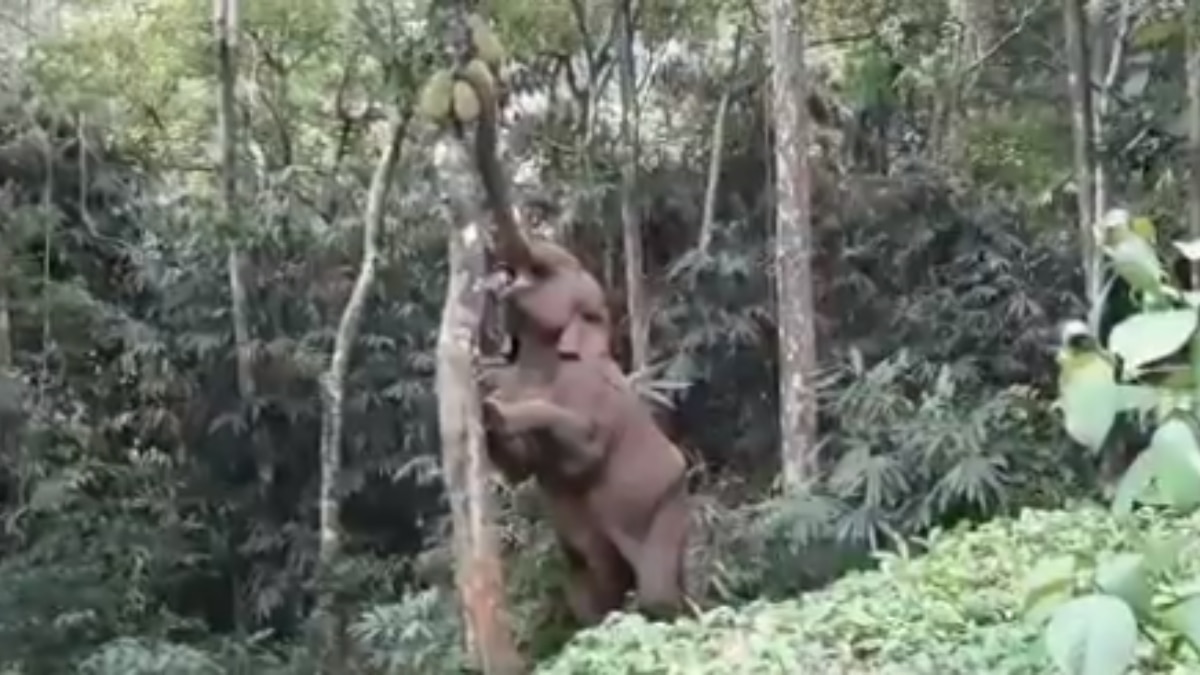 Ever seen an elephant almost climb a tree to pick jackfruit? Viral video