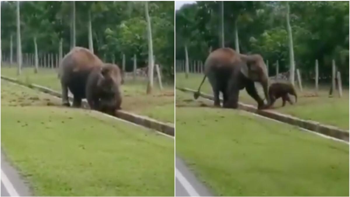 Mother Elephant Rescues Baby From Water Drain Viral Video Will Make You Go Aww Trending News News Mother Elephant Rescues Baby From Water Drain Viral Video Will Make You Go Aww Trending News News