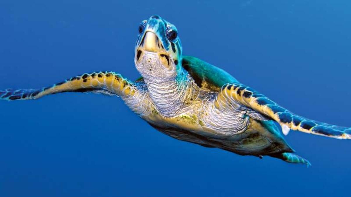 World Turtle Day 7 Amazing Facts About Turtles You Should Know Education Today News World Turtle Day 7 Amazing Facts About Turtles You Should Know Education Today News