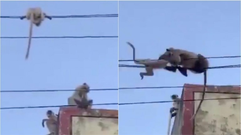 Mother langur saving her child. Photo: Twitter/ IFS officer Parveen Kaswan Mother langur saving her child. Photo: Twitter/ IFS officer Parveen Kaswan