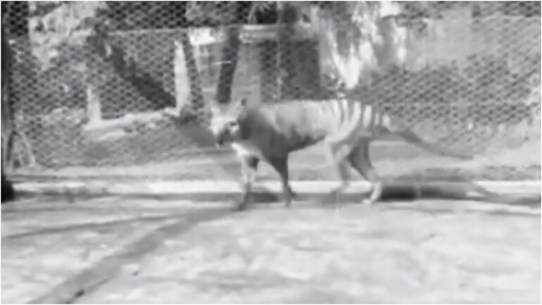 Do You Know About The Tasmanian Tiger See Rare Footage From 1935 Of The Last Known Animal Trending News News
