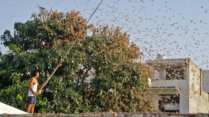 Panic in Mumbai to alert in Delhi: Locusts ravage Rajasthan, more invasions predicted