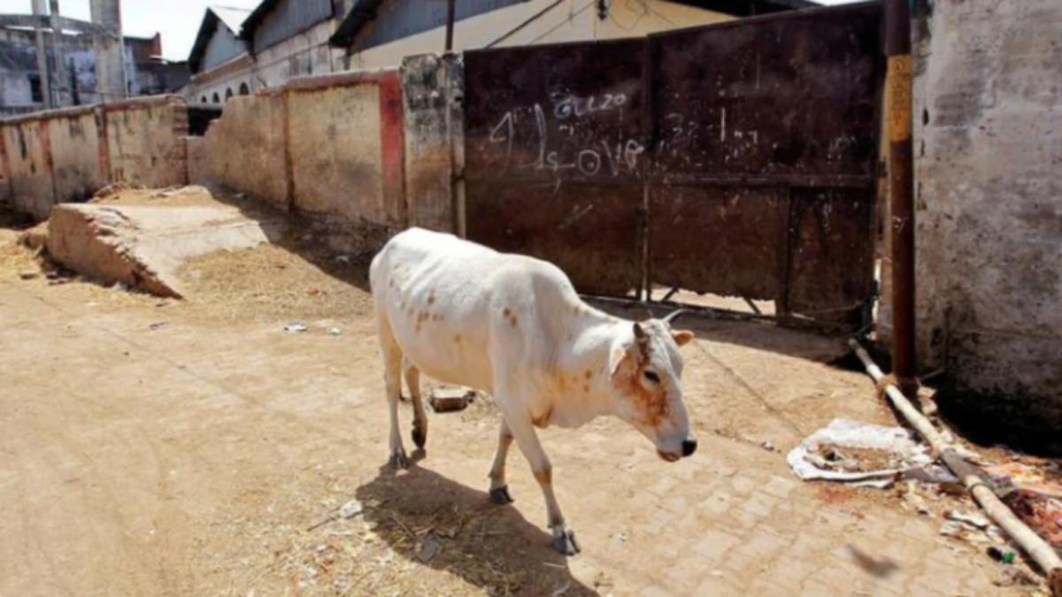 MP: Cow injured after being fed 'explosive-mixed' food