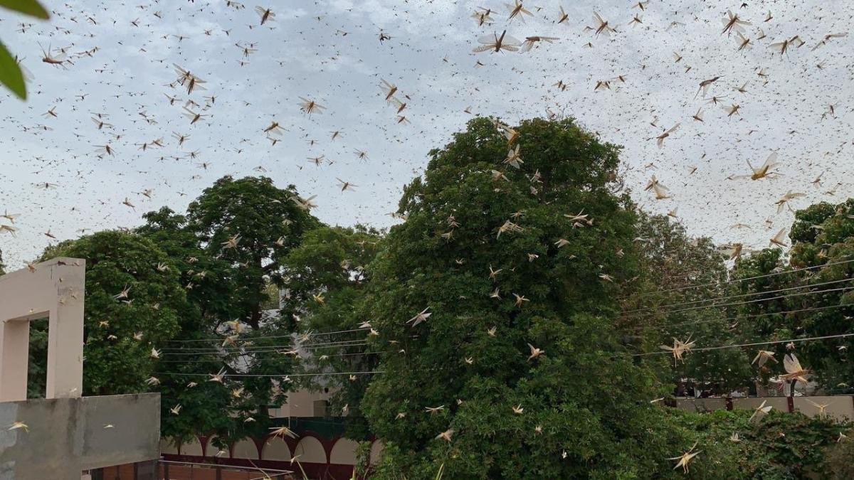 Locust attack rattles Gurgaon, Delhi on high alert - India Today