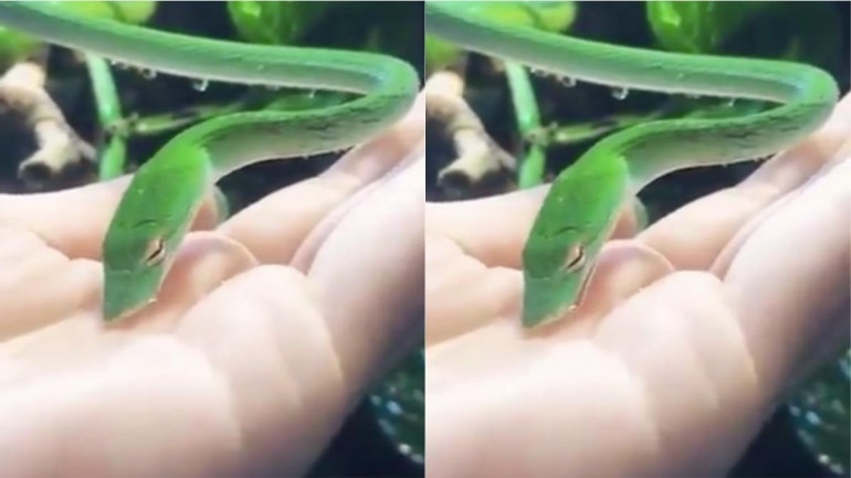 Snake drinks water from a person's palm. Photo: Twitter/ Susanta Nanda IFS Snake drinks water from a person's palm. Photo: Twitter/ Susanta Nanda IFS