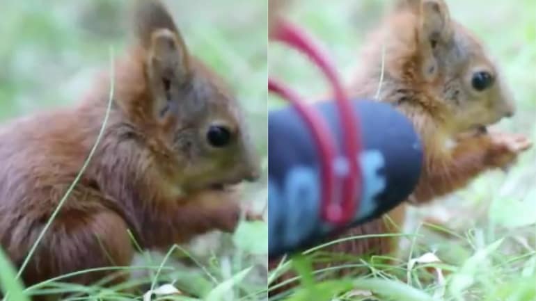 Ever wondered what baby squirrel sounds like? Viral video will leave