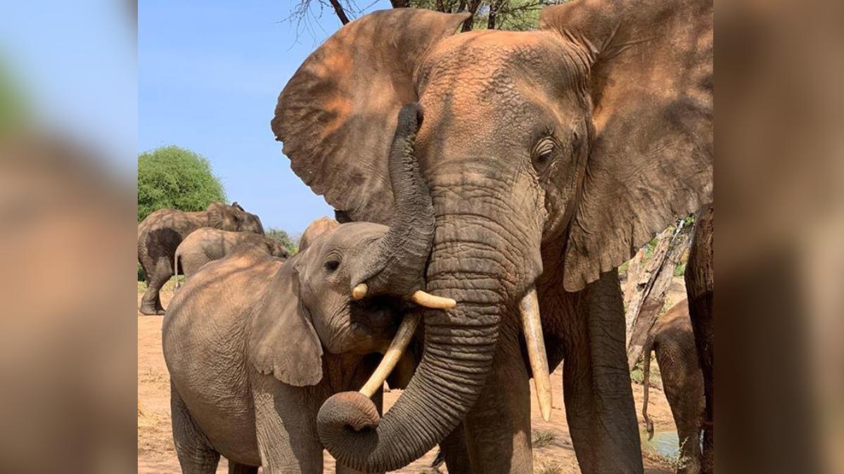 For Orphaned Elephant Calf, Harrowing Rescue Ends in Hope