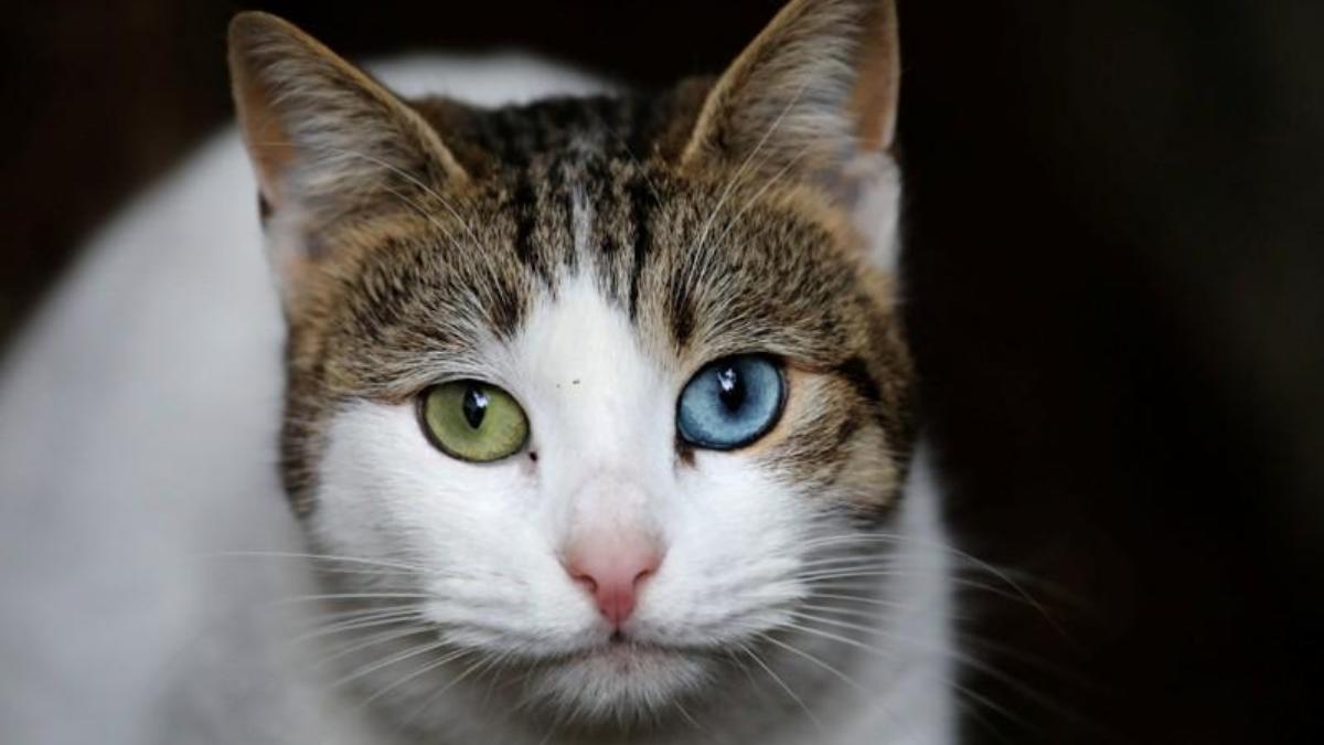 Cat tests positive for coronavirus in England