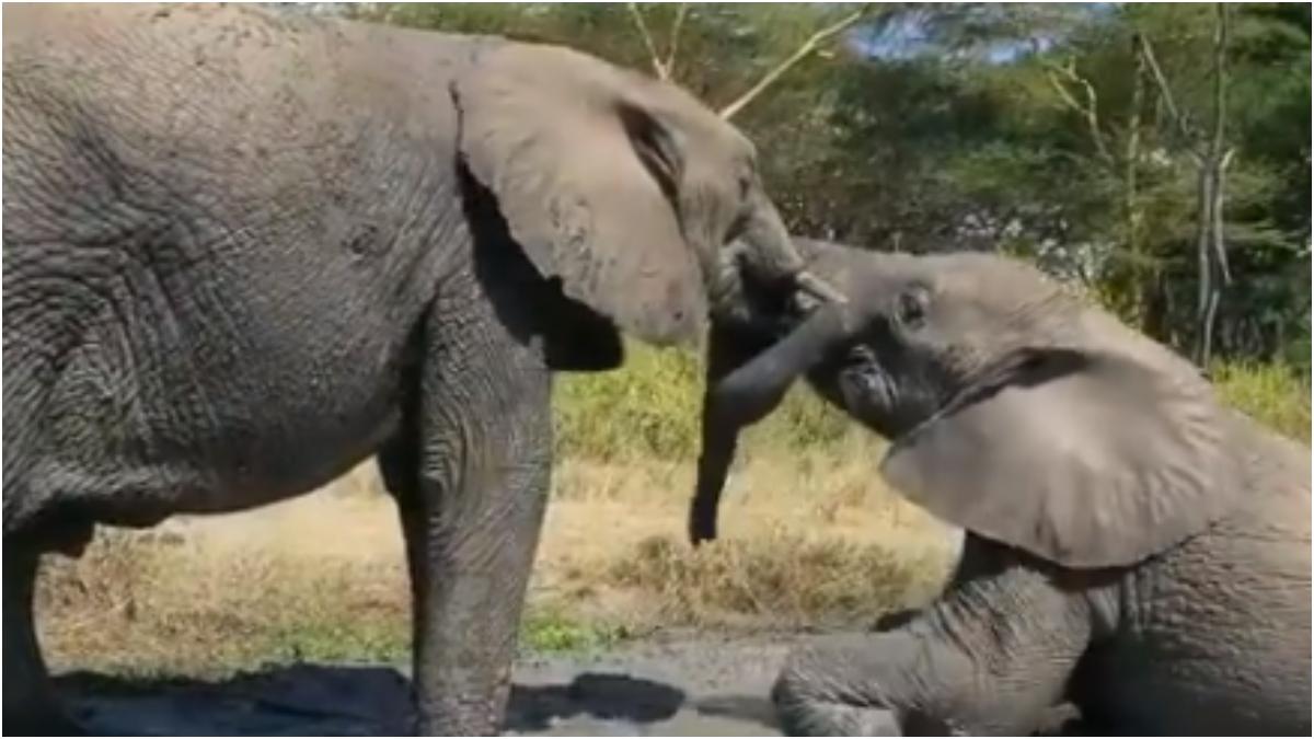 Two elephants enjoy playing at care centre in viral video. Magnificent, says Internet 