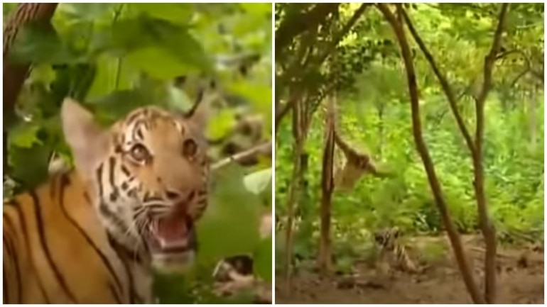 Screenshots from video posted on Twitter by Susanta Nanda. Screenshots from video posted on Twitter by Susanta Nanda.