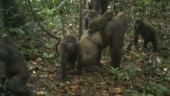 This photo taken by a camera trap shows a group of Cross River gorillas in the Mbe Mountains of Nigeria on Monday. (Photo: AP) This photo taken by a camera trap shows a group of Cross River gorillas in the Mbe Mountains of Nigeria on Monday. (Photo: AP)