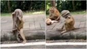 Screengrabs from video shared by IFS officer Susanta Nanda. Screengrabs from video shared by IFS officer Susanta Nanda.