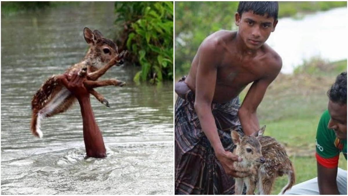 Fact Check: Misleading claims about this boy rescuing a baby deer flood social media