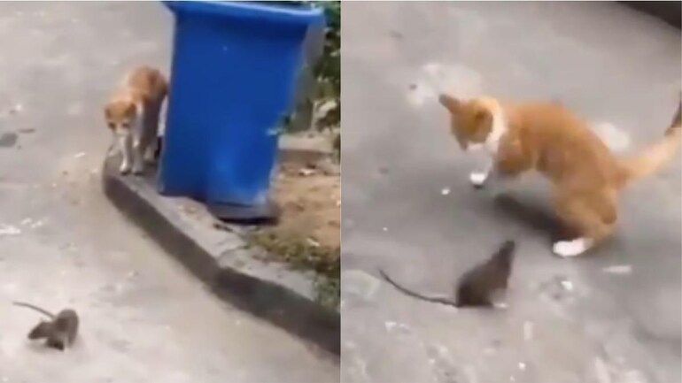 Hilarious Video Of Cat And Large Mouse Chasing Each Other Reminds Twitter Of Tom And Jerry Watch Trending News News