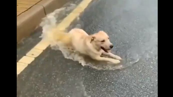 Excited dog enjoys rain in delightful video, leaves the Internet with a big smile - India Today Excited Dog Enjoys Rain In Delightful Video, Leaves The Internet With A Big Smile - India Today