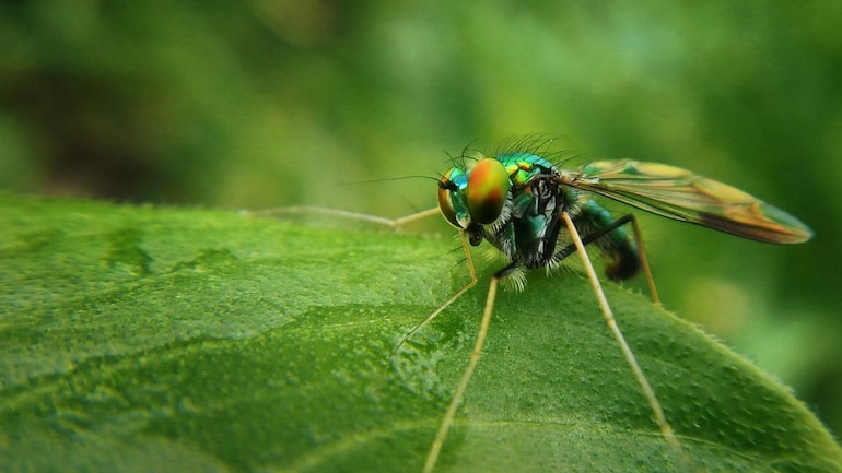 Check Out 5 Easy Completely Natural Ways To Repel Mosquito Bites Information News Check Out 5 Easy Completely Natural Ways To Repel Mosquito Bites Information News