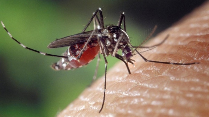 mosquito 1332382 1280 How to Get Rid of Mosquitoes Forever? End Buzzing Now!