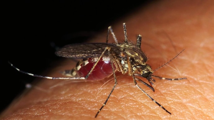 Mosquitoes in house how to get rid discount of